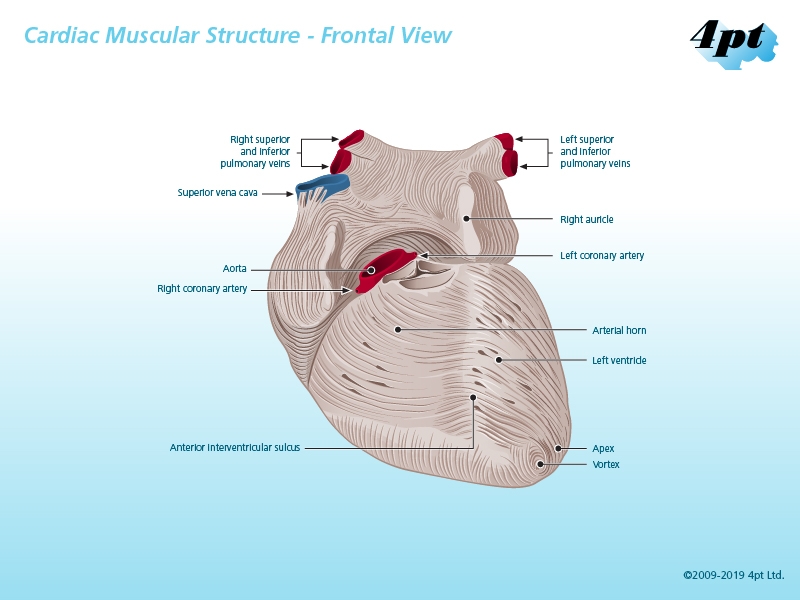Frontal View of Human Heart