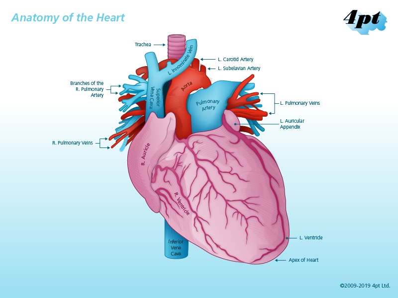 Anatomy of the Human Heart Illustration