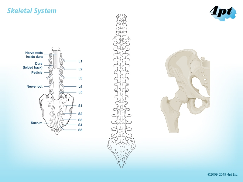 Ilustration of the Human Skeletal System